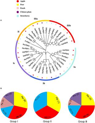 The Peptide PbrPSK2 From Phytosulfokine Family Induces Reactive Oxygen Species (ROS) Production to Regulate Pear Pollen Tube Growth